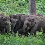 Saving Elephants: Can AI Help?